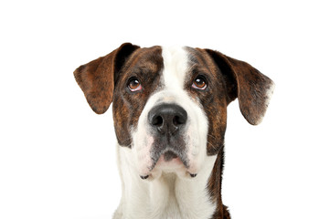 Portrait of an adorable mixed breed dog looking seriously at the camera