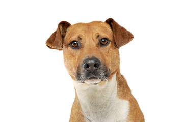 Portrait of an adorable mixed breed dog looking seriously at the camera