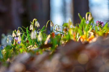 Close up of common snowdrops Galanthus nivalis that blooms under the sun among other colorful spring flowers on the forest floor, with beautiful blurred forest background.