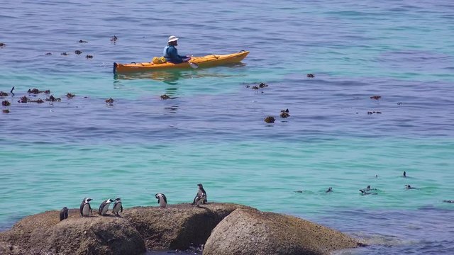 Kayakers paddle past jackass black footed penguins swimming and perching on rocks in the Atlantic Ocean waters off South Africa.