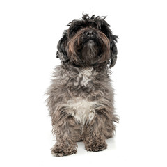 An adorable mixed breed dog sitting on white background