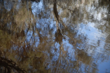 Eucalyptus trees and clouds reflected in River Avon, Western Australia, Australia