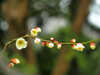 戸定が丘歴史公園の白梅
