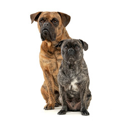 Studio shot of two adorable mixed breed dog looking curiously at the camera