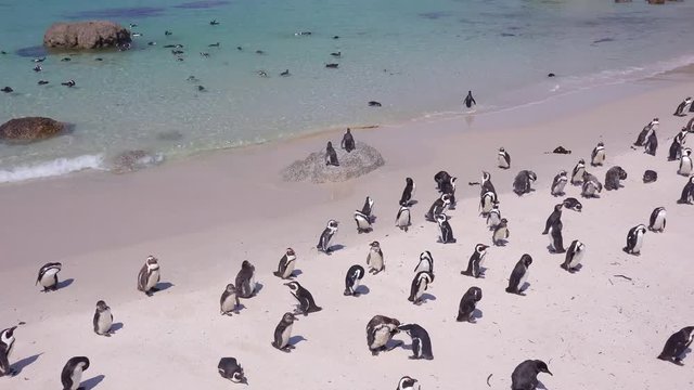 Dozens of jackass black footed penguin sit on a beach on the Cape of Good Hope, South Africa.
