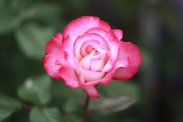 Pink rose in the garden