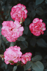Pink rose in the garden