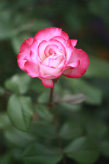 Pink rose in the garden
