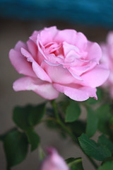 Pink rose in the garden