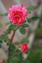 Pink rose in the garden