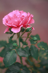 Pink rose in the garden