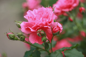 Pink rose in the garden