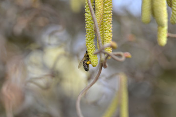 Biene an Haselnuss-Samen 2