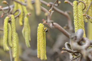 Biene an Haselnuss-Samen 3