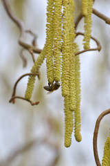 Biene an Haselnuss-Samen