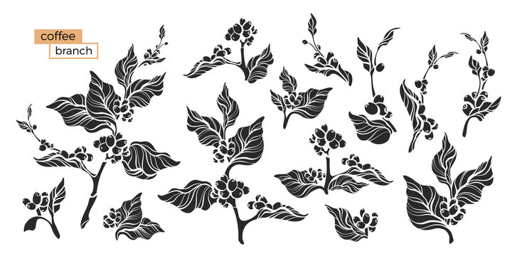Set of coffee branch. Vector illustration