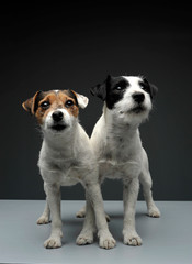 Two adorable Parson Russell Terrier looking curiously at the camera