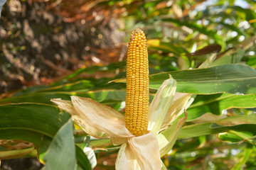 Corn cob crop close up harvest cornfield