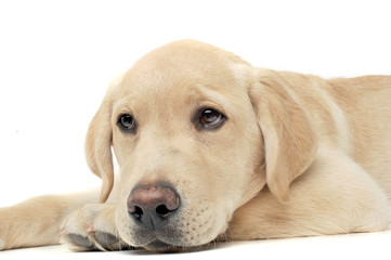 Portrait of an adorable Labrador Retriever puppy looking sad