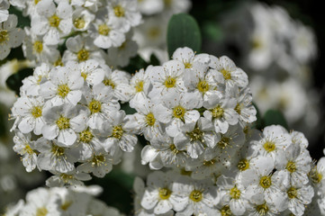 Flower (Spiraea nipponica-flowering shrubs)
