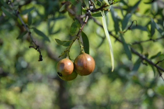 Sandalwood nuts on tree, Avon Valley, near York, W. Australia