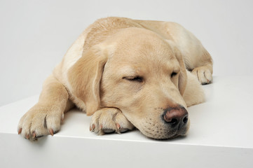 An adorable Labrador Retriever puppy sleeping on white background.