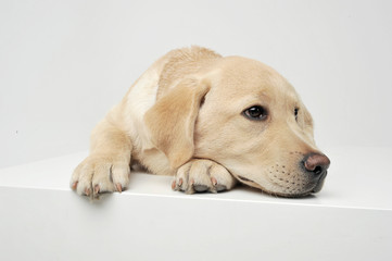 An adorable Labrador Retriever puppy lying sadly on white background.