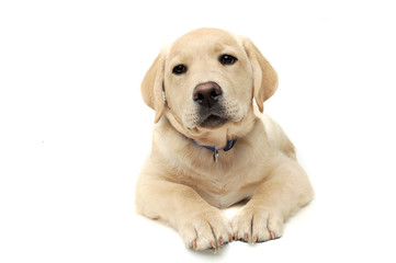 Studio shot of an adorable Labrador Retriever puppy looking curiously at the camera