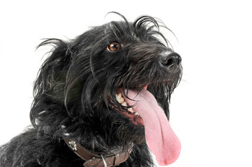 Portrait of an adorable mixed breed dog with hanging tongue