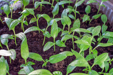 Seedlings of pepper. Young green seedlings plants growing in compost trays 