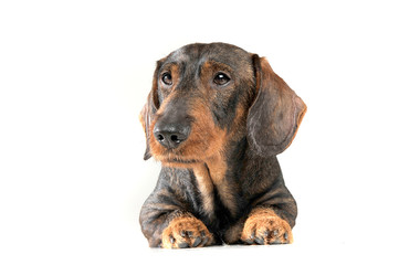 Studio shot of an adorable wired haired Dachshund looking curiously