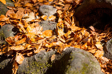Panorama of colorful forest in autumn