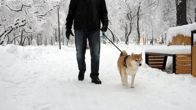 A man walks with a cute dog in a snowy Park. Shiba Inu smiles, licks his lips, walks funny. It looks very playful and nicely. Snow is falling. Trees, bench, ground and footpath are covered with snow.
