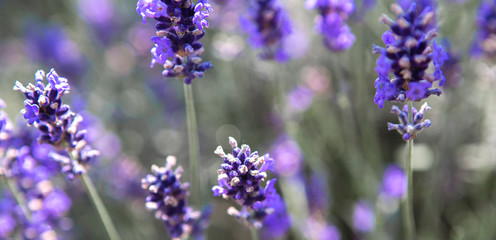 Naklejka premium Panorama of purple lavender field