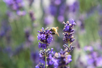 Bee in purple lavender in a field