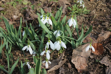 Snowdrop in the garden