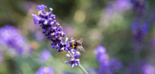 Panorama of purple lavender field