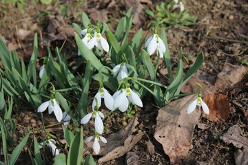 Snowdrop in the garden