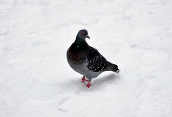 pigeon in the snow