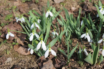 Snowdrop in the garden