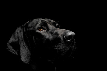 Portrait of an adorable mixed breed dog looking seriously
