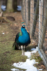 Fototapeta premium Portrait of a colourful peacock