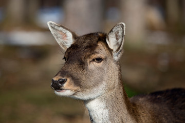 Portrait of a roe deer in the sun