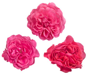 isolated dense three pink color rose blooms