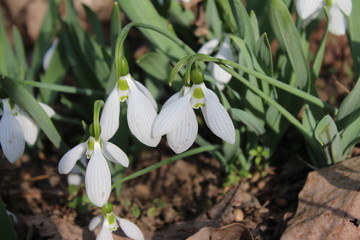 Snowdrop in the garden