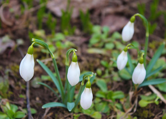 Snowdrop in the garden