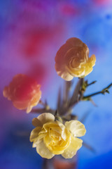 Fototapeta na wymiar Yellow carnation flower on a blue background, in the foreground blurred small pink flowers. In focus - carnation flower.