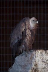 Portrait of a griffon (Gyps fulvus) locked up behind a fence