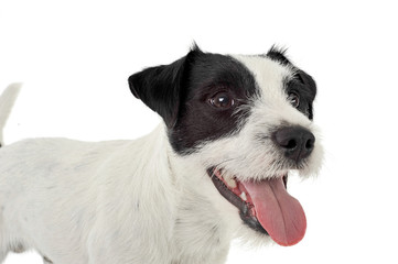 Portrait of an adorable Parson Russell Terrier looking happy