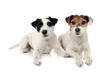 Two adorable Parson Russell Terrier lying on white background